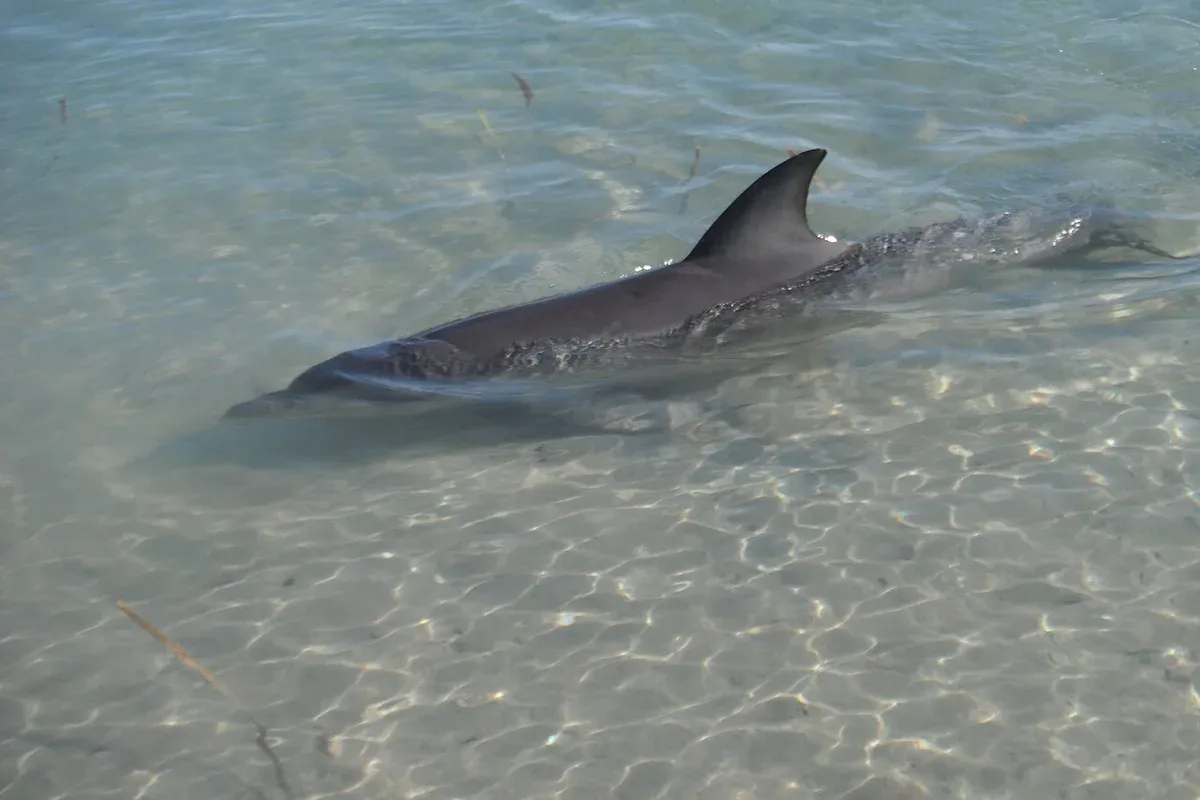 Un dauphin glissant seul dans une eau turquoise peu profonde, aileron dorsal hors de l’eau, fond de sable clair visible