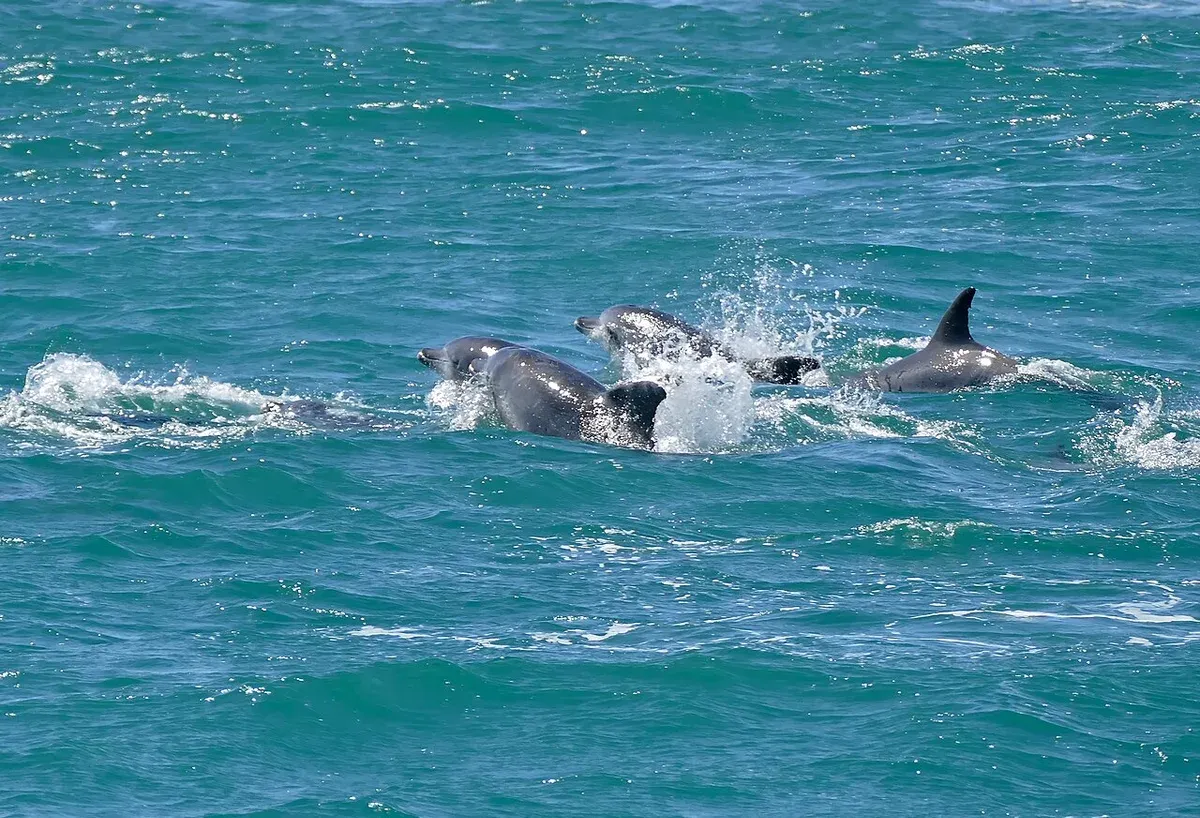 Un groupe de grands dauphins de l’Indo-Pacifique nageant en surface en formation serrée, dans une mer turquoise agitée