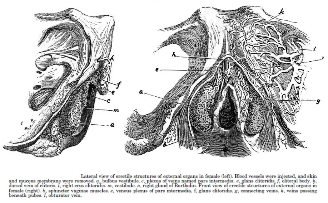 Planche anatomique originale de Kobelt (1844) montrant les structures érectiles du clitoris en coupe, avec légendes en anglais indiquant le gland, le corps clitoridien et le réseau vasculaire